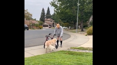 The image, taken from the viral video, shows the dog meeting her elderly friend. (Twitter/@buitengebieden) The image, taken from the viral video, shows the dog meeting her elderly friend. (Twitter/@buitengebieden)