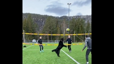 The image, taken from the viral video, shows a dog playing volleyball with humans. (Twitter/@Gabriele Corno) The image, taken from the viral video, shows a dog playing volleyball with humans. (Twitter/@Gabriele Corno)