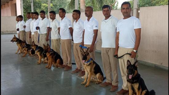 German shepherd store attack training school