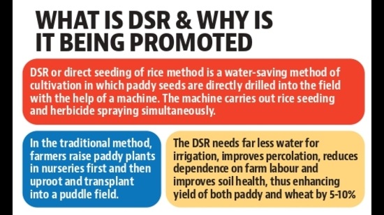 This year, paddy has been sown over 75.5 lakh acres (30.84 lakh hectares). (HT Photo) This year, paddy has been sown over 75.5 lakh acres (30.84 lakh hectares). (HT Photo)