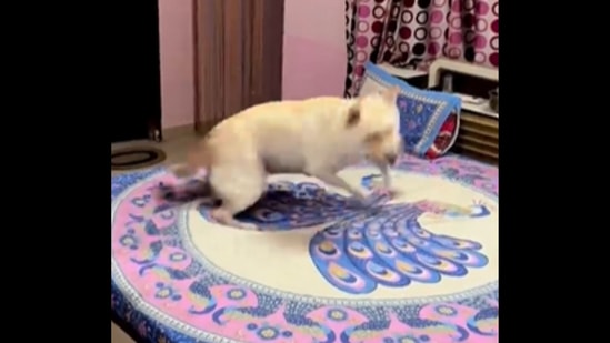 The Labrador dog can be seen ‘dancing’ to Mere Dholna from Bhool Bhulaiyaa.&nbsp;(Instagram/@_minniethegoldenlabra)