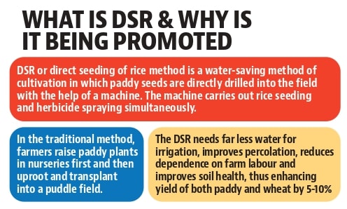 This year, paddy has been sown over 75.5 lakh acres (30.84 lakh hectares). (HT Photo) This year, paddy has been sown over 75.5 lakh acres (30.84 lakh hectares). (HT Photo)