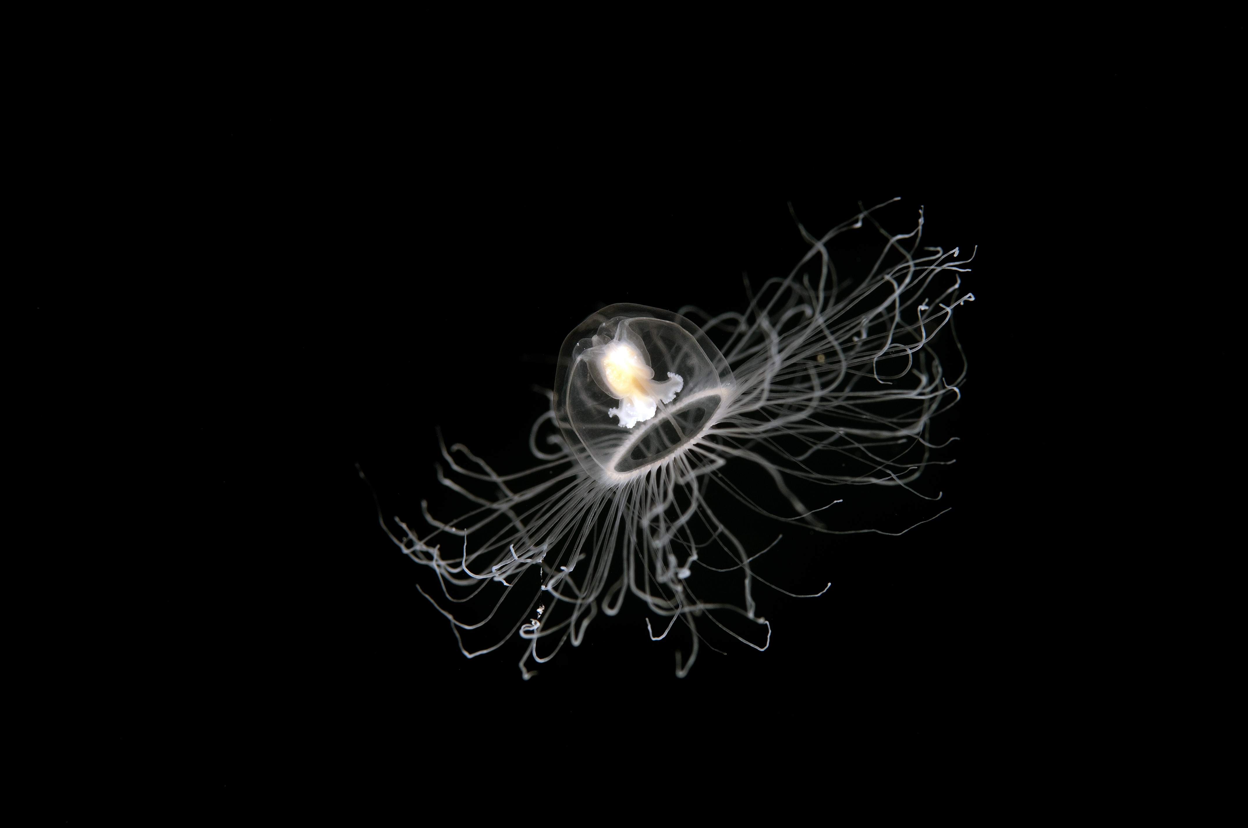 Turritopsis dohrnii, the immortal jellyfish. (Shutterstock) Turritopsis dohrnii, the immortal jellyfish. (Shutterstock)