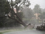 Hurricane Ian: A tree is uprooted by strong winds as Hurricane Ian churns to the south in Sarasota, Florida. Hurricane Ian: A tree is uprooted by strong winds as Hurricane Ian churns to the south in Sarasota, Florida.