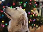 The study reinforced that dogs are highly sensitive and intuitive animals and there is immense value in using what they do best – sniffing(Leah Kelley) The study reinforced that dogs are highly sensitive and intuitive animals and there is immense value in using what they do best – sniffing(Leah Kelley)
