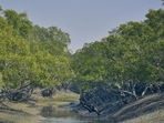 Both Bangladesh and India recognised the ecological importance of the Sundarbans early on. (Getty Images/iStockphoto) Both Bangladesh and India recognised the ecological importance of the Sundarbans early on. (Getty Images/iStockphoto)