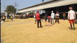 The arrival of paddy in Haryana mandis gained momentum with the harvesting operations resuming in the state after the weeklong rains. (HT Photo) The arrival of paddy in Haryana mandis gained momentum with the harvesting operations resuming in the state after the weeklong rains. (HT Photo)