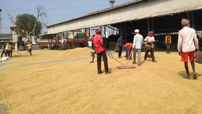 The arrival of paddy in Haryana mandis gained momentum with the harvesting operations resuming in the state after the weeklong rains. (HT Photo)