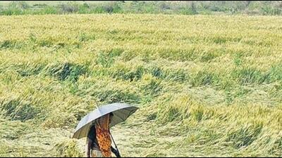 The IMD explained that the line of withdrawal of southwest monsoon passing through Khajuwala, Bikaner, Jodhpur and Naliya. (File image)