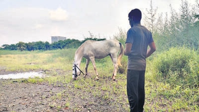 Mounted police drive fails; horses up for sale, sent to MPA