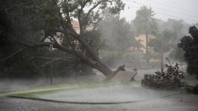 Hurricane Ian: A tree is uprooted by strong winds as Hurricane Ian churns to the south in Sarasota, Florida. (AFP)