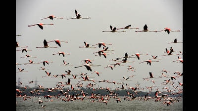 Flamingo named ‘Navi Mumbai’ by BNHS has been tagged with GPS. Its movements were tracked to Gujarat. (HT PHOTO) Flamingo named ‘Navi Mumbai’ by BNHS has been tagged with GPS. Its movements were tracked to Gujarat. (HT PHOTO)
