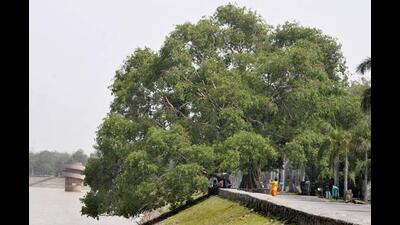 The four-member panel will monitor, maintain and recommend permissions for felling of heritage trees, if necessary, the Chandigarh administration told HC. (HT Photo)