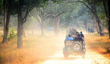 Haryana will build the largest safari outside Africa on more than 10,000 acres (Unsplash) Haryana will build the largest safari outside Africa on more than 10,000 acres (Unsplash)