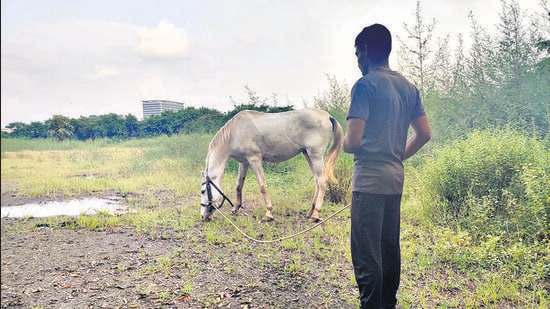 Mounted police drive fails; horses up for sale, sent to MPA
