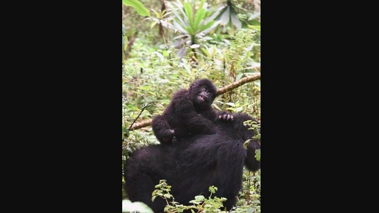 The image, taken from the Instagram video, shows the baby gorilla playing on its mom’s back.(Instagram/@savinggorillas)