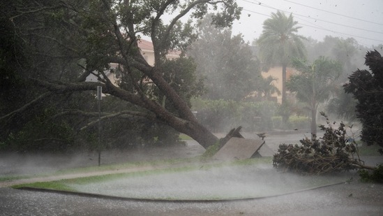 Hurricane Ian: A tree is uprooted by strong winds as Hurricane Ian churns to the south in Sarasota, Florida.(AFP)