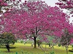 The Cubbon Park, known for its lush green cover, will be enhanced with new renovations and developments. (Photo: Samuel Rajkumar/HT) The Cubbon Park, known for its lush green cover, will be enhanced with new renovations and developments. (Photo: Samuel Rajkumar/HT)
