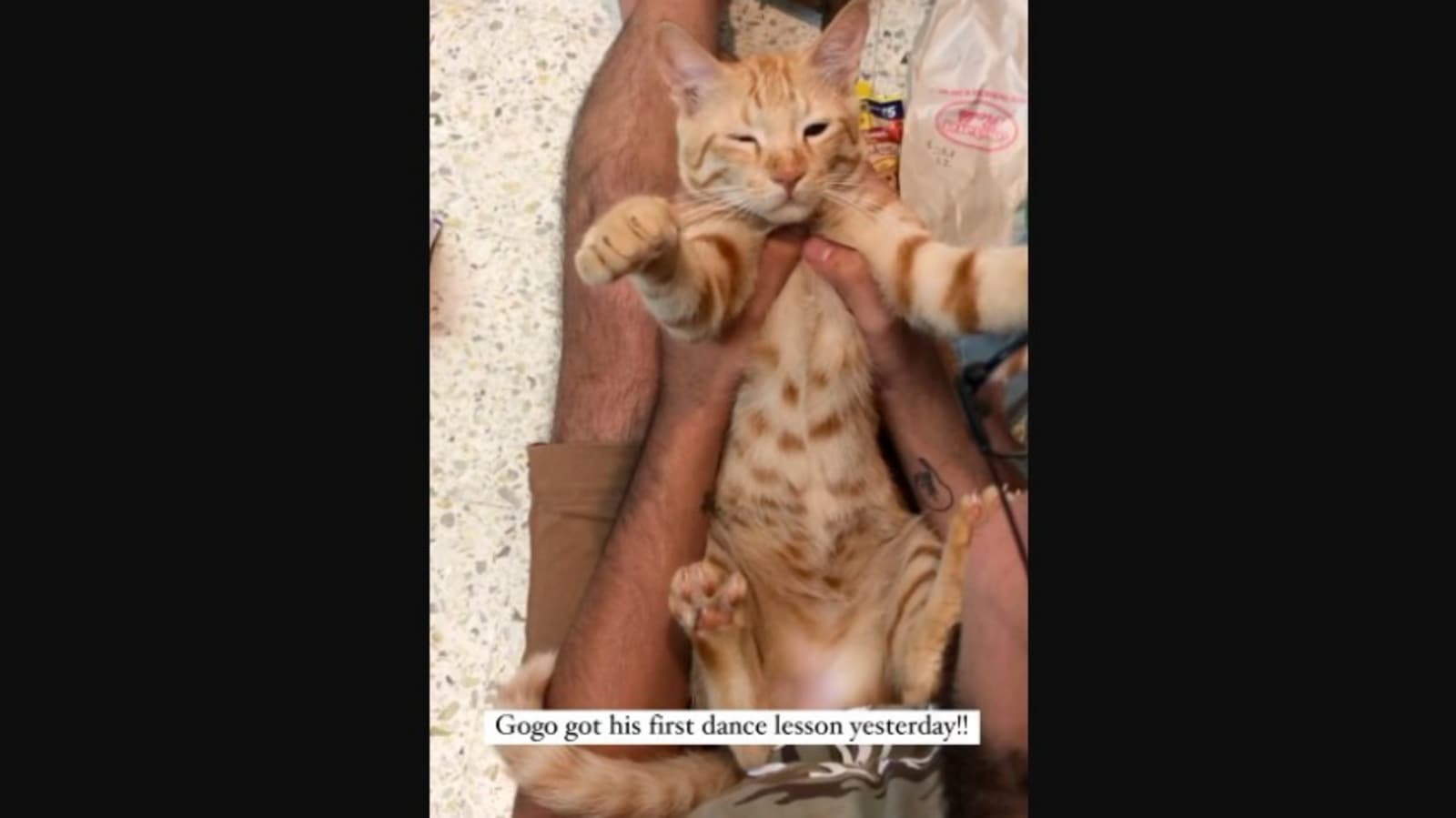 Pet cat’s ‘traditional dance moves’ win the Internet. Watched it yet ...