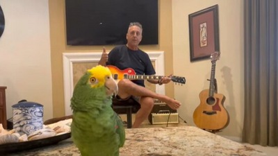 The image, taken from the YouTube video, shows the parrot singing as its pet dad plays guitar in the background. (YouTube/@Tico & the Man Frank Maglio)
