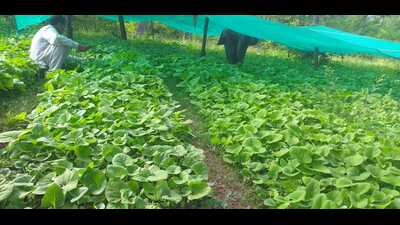 The view of the J&K forest department park established to protect and conserve the medicinal and herbal plants found in Kashmir forest. (HT Photo) The view of the J&K forest department park established to protect and conserve the medicinal and herbal plants found in Kashmir forest. (HT Photo)