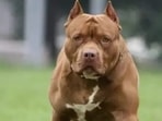 A retired armyman, Captain Shakti Singh, killed the pitbull with the help of some villagers. (pic for representational purpose only) A retired armyman, Captain Shakti Singh, killed the pitbull with the help of some villagers. (pic for representational purpose only)