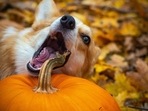There are certain foods that could be toxic to your pets and you must avoid giving them to your furry friends(Pixabay) There are certain foods that could be toxic to your pets and you must avoid giving them to your furry friends(Pixabay)