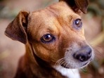 Pet care: Tips to take care of your pet's eyes(Unsplash ) Pet care: Tips to take care of your pet's eyes(Unsplash )