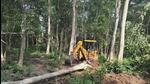 A file photo of tree felling in Corbett Tiger Reserve. (Sourced) A file photo of tree felling in Corbett Tiger Reserve. (Sourced)