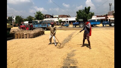 Paddy procurement begins in Haryana Paddy procurement begins in Haryana