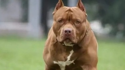 A retired armyman, Captain Shakti Singh, killed the pitbull with the help of some villagers. (pic for representational purpose only)