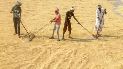 Private agencies bought 66% of the 12,000 tonnes of paddy sold in Punjab on Saturday on first day of 2022 kharif marketing season. (PTI) Private agencies bought 66% of the 12,000 tonnes of paddy sold in Punjab on Saturday on first day of 2022 kharif marketing season. (PTI)
