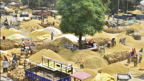 The Punjab Mandi Board has notified more than 1,800 purchase centres across the state. In order to avoid a glut-like situation in the mandis, temporary purchase centres are being identified for the procurement of paddy. (Sameer Sehgal/HT)