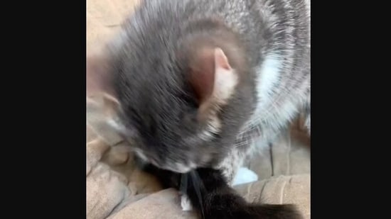 Human accidentally touches cat's tail, kitty reacts. Video shows how |  Trending - Hindustan Times
