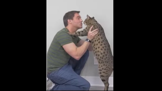 guinness world records tallest cat