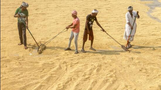 Private agencies bought 66% of the 12,000 tonnes of paddy sold in Punjab on Saturday on first day of 2022 kharif marketing season. (PTI)