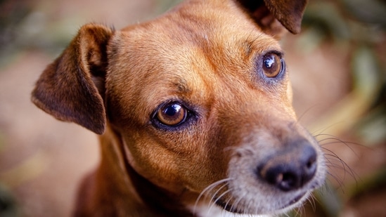 Pet care: Tips to take care of your pet's eyes - Hindustan Times Pet care: Tips to take care of your pet's eyes - Hindustan Times