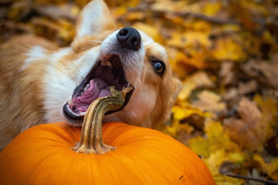 There are certain foods that could be toxic to your pets and you must avoid giving them to your furry friends (Pixabay) There are certain foods that could be toxic to your pets and you must avoid giving them to your furry friends (Pixabay)