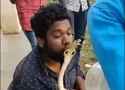 A reptile expert rescued a cobra in Bhadravathi and went to kiss it, when he got bit. ((Screengrab of Twitter video)) A reptile expert rescued a cobra in Bhadravathi and went to kiss it, when he got bit. ((Screengrab of Twitter video))