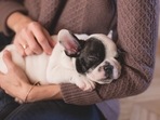 Being a responsible pet owner means making arrangements for your four-legged buddies in advance and devising a pet-friendly routine for them(Pixabay) Being a responsible pet owner means making arrangements for your four-legged buddies in advance and devising a pet-friendly routine for them(Pixabay)