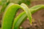 Tips to deal with sunburn by using Aloe Vera(Godfrey Claud) Tips to deal with sunburn by using Aloe Vera(Godfrey Claud)