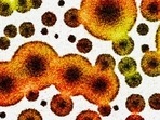 Protein could be used to produce life-saving antifungals: Research(Shutterstock/HT Archive) Protein could be used to produce life-saving antifungals: Research(Shutterstock/HT Archive)