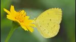 A common grass yellow butterfly. (HT Photo) A common grass yellow butterfly. (HT Photo)