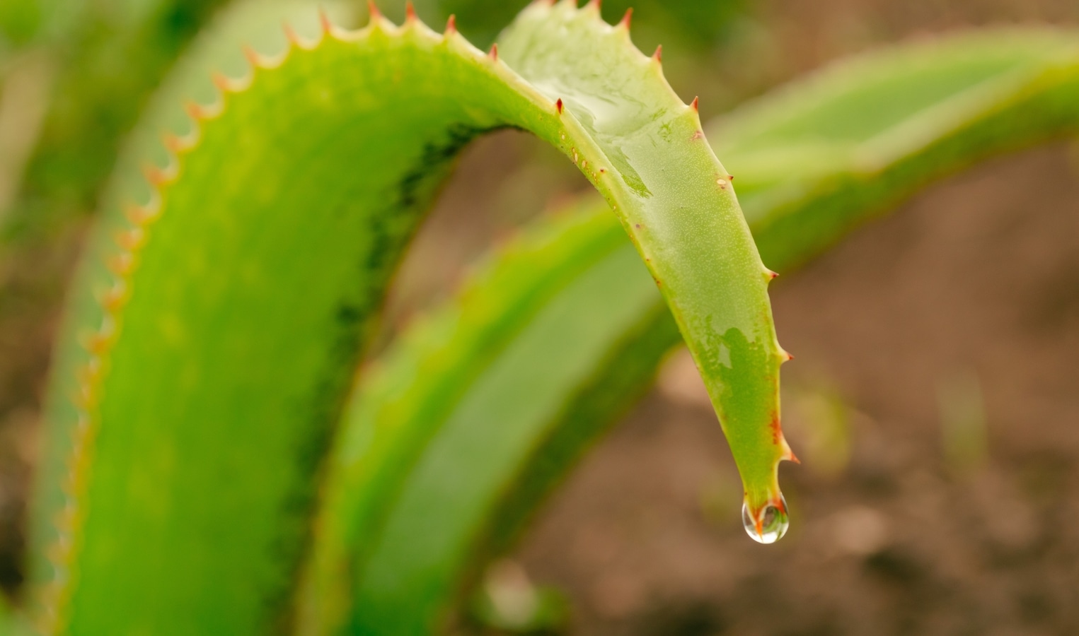 Tips to deal with sunburn by using Aloe Vera