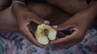 An aspirant seen with an apple while waiting outside the Mumbra camp in Thane, on September 29. Certain candidates expressed their disappointment about the fact that the scheme envisages a short-term tenure, but they did not want to be quoted. All their hopes, they say would be pinned on the police and the CRPF for a permanent job after the completion of four years. (Satish Bate / HT Photo)