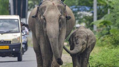 Nagaon: A mahout rides his elephant on a national highway, in Nagaon district, Monday, Aug. 1, 2022. (PTI Photo)(PTI08_01_2022_000231A) (PTI) Nagaon: A mahout rides his elephant on a national highway, in Nagaon district, Monday, Aug. 1, 2022. (PTI Photo)(PTI08_01_2022_000231A) (PTI)