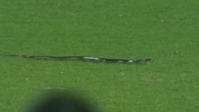 A snake was found in the field during the second India vs South Africa T20I in Guwahati. A snake was found in the field during the second India vs South Africa T20I in Guwahati.