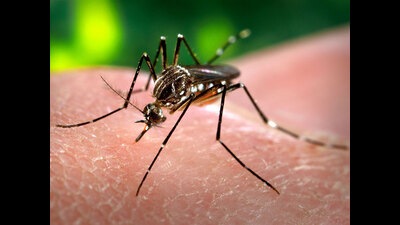 Amid a spike in dengue cases, many patients are unable to understand the difference in symptoms of dengue and Covid-19 infections. (REPRESENTATIVE IMAGE) Amid a spike in dengue cases, many patients are unable to understand the difference in symptoms of dengue and Covid-19 infections. (REPRESENTATIVE IMAGE)
