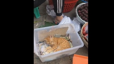 The image, taken from the video, shows the 'cashier' cat with a strict deposit-only policy. (Twitter/@Yoda4ever ) The image, taken from the video, shows the 'cashier' cat with a strict deposit-only policy. (Twitter/@Yoda4ever )