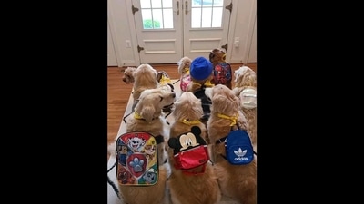 The image, taken from the video, shows the group of dogs waiting for their school bus. (Instagram/@victoriadw619) The image, taken from the video, shows the group of dogs waiting for their school bus. (Instagram/@victoriadw619)